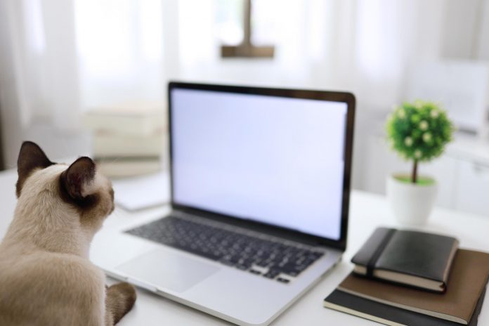 Coronavirus. Business woman working from home with cat Concept h