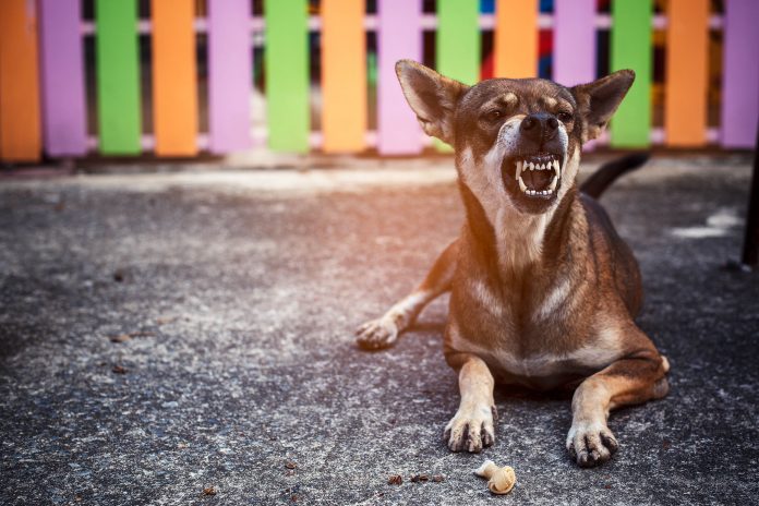 Angry Dog.