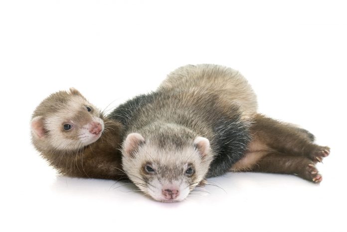 ferrets in studio