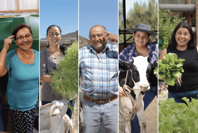 Chispeza campesina INDAP