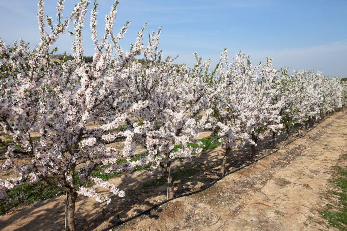 sequías frutos
