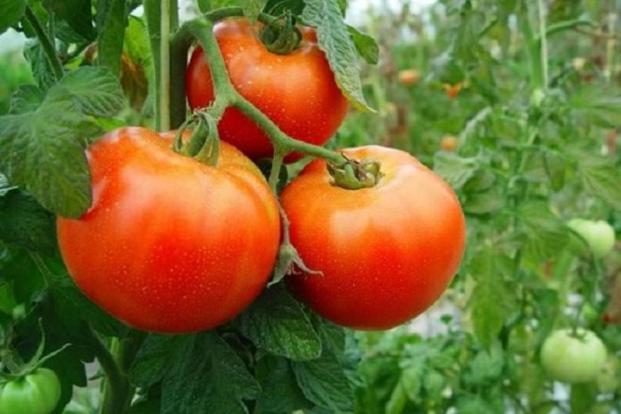 tomates directoriofruta