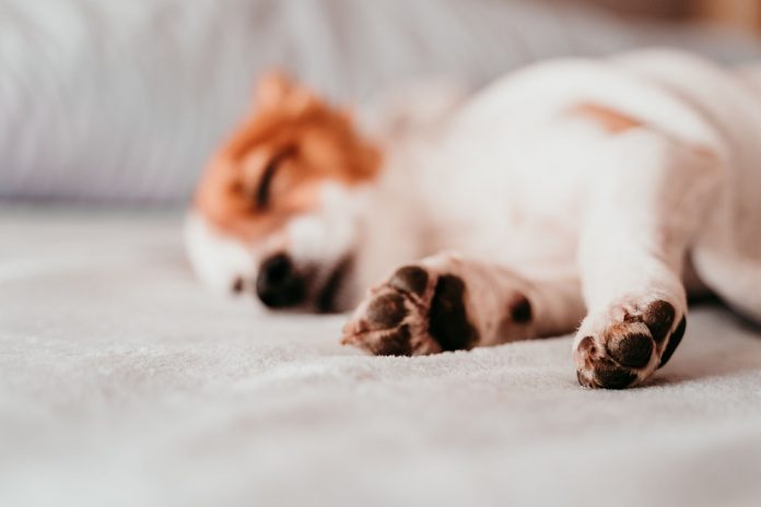 cute small jack russell dog resting on bed on a sunny day. Focus