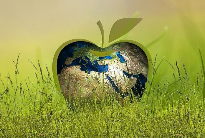 Marketing sostenible Directorio Fruta