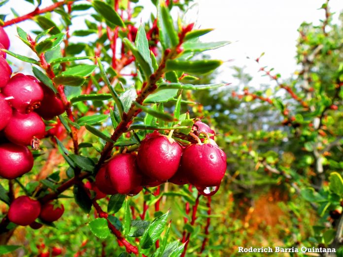 Chaura DirectorioFruta antioxidantes