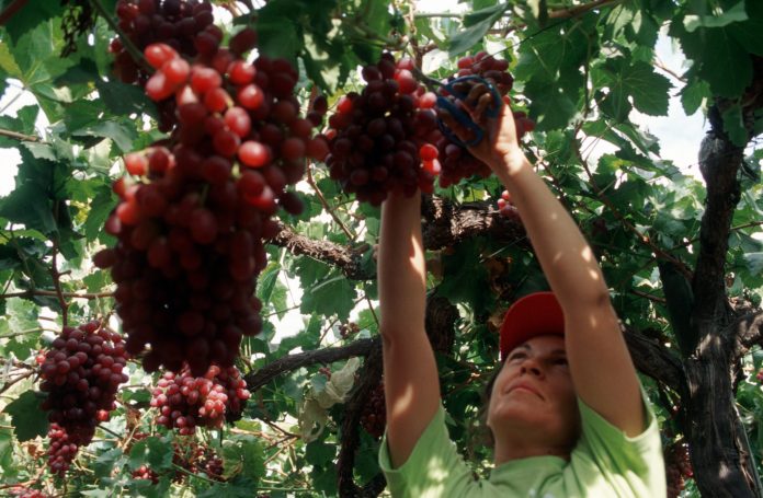 Fruticultura online Directorio Fruta
