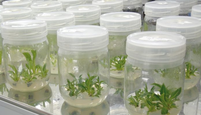 In-vitro viveros directorio fruta