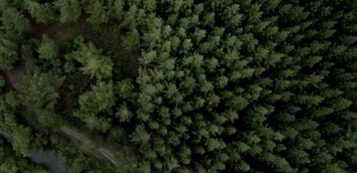 CMPC forestal Empresas Chile