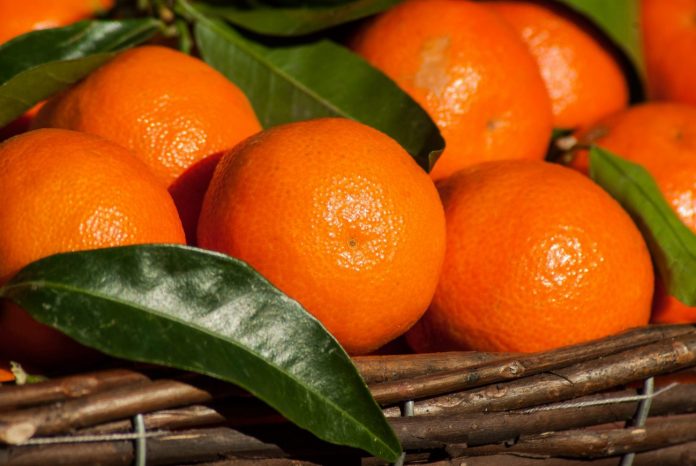 fruta fresca exportacion directorio fruta