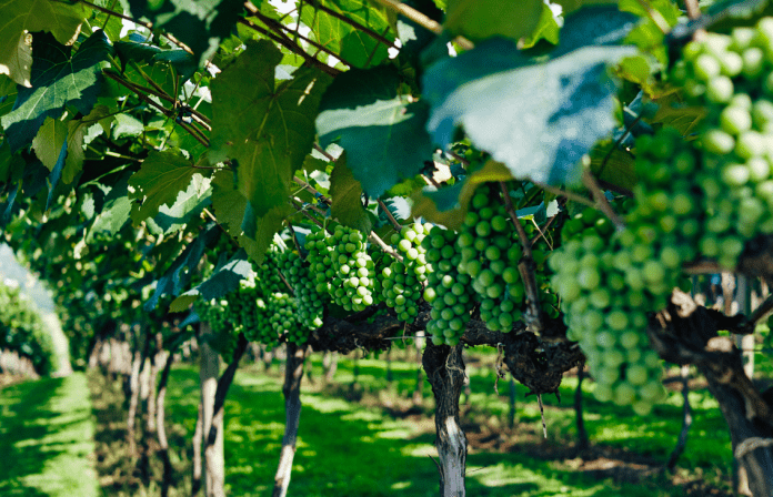 Exportaciones 2021 fruta fresca DirectorioFruta.cl