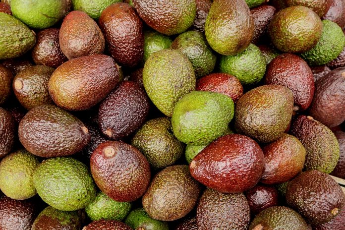 Persea Gratissima aguacate directoriofruta.cl