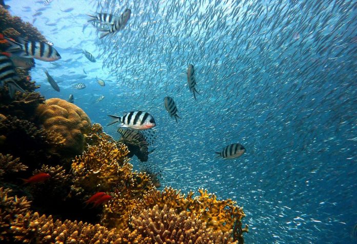 Arrecife Coral centraldenoticias.NET