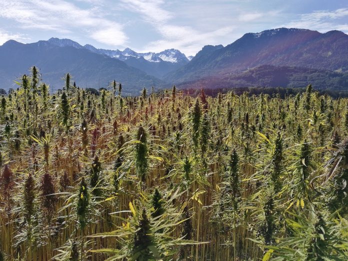 Argentina cannabis centraldenoticias.NET