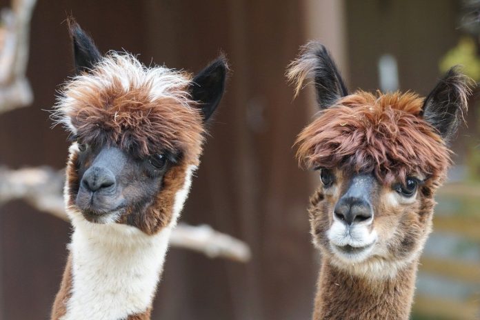 alpaca-perú-centraldenoticias.NET