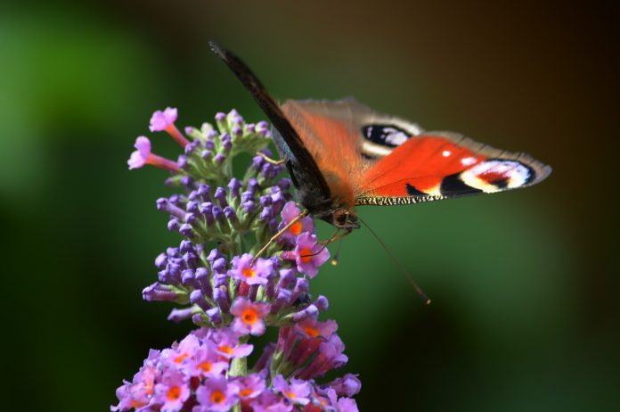 Butterfly Brasil México centraldenoticias.NET