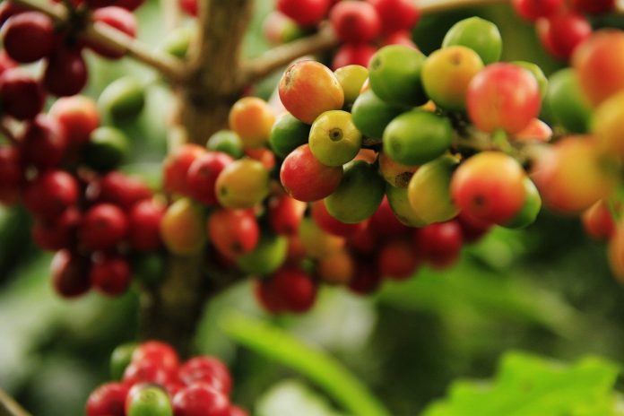 Guatemala café de grano en rama. centraldenoticias.NET