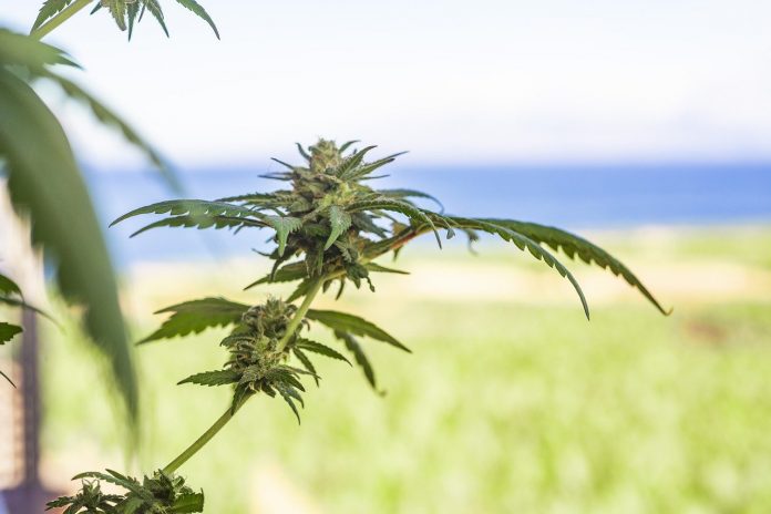 Inversión Inmobiliaria Cannabis centraldenoticias.NET