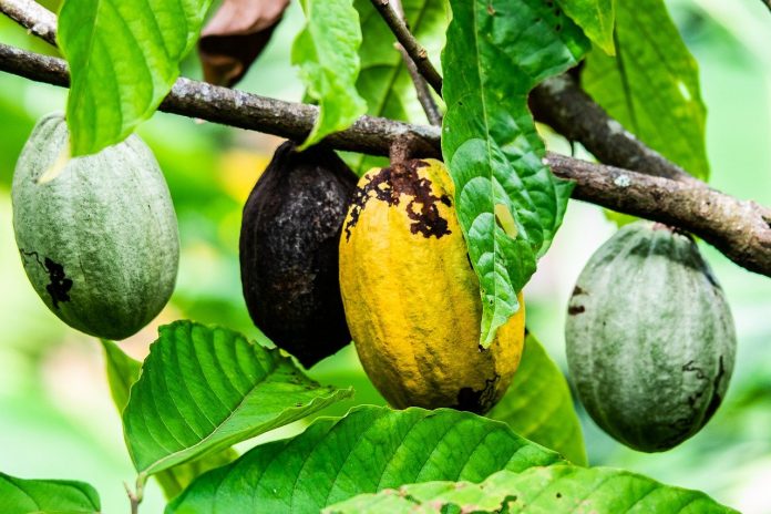 Colombia Cacao centraldenoticias.NET