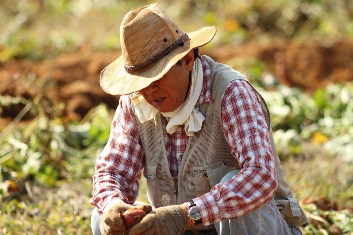 Perú agrícola centraldenoticias.NET