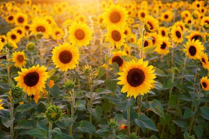 FAO alimentos aceite girasol centraldenoticias.NET