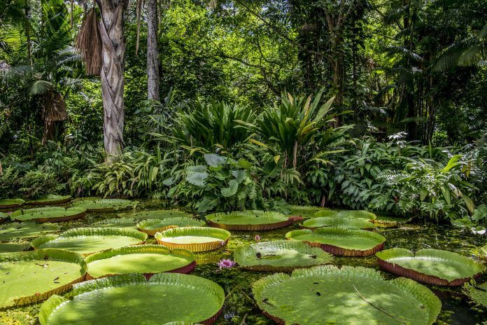 amazonas Colombia Bezos centraldenoticias:NET
